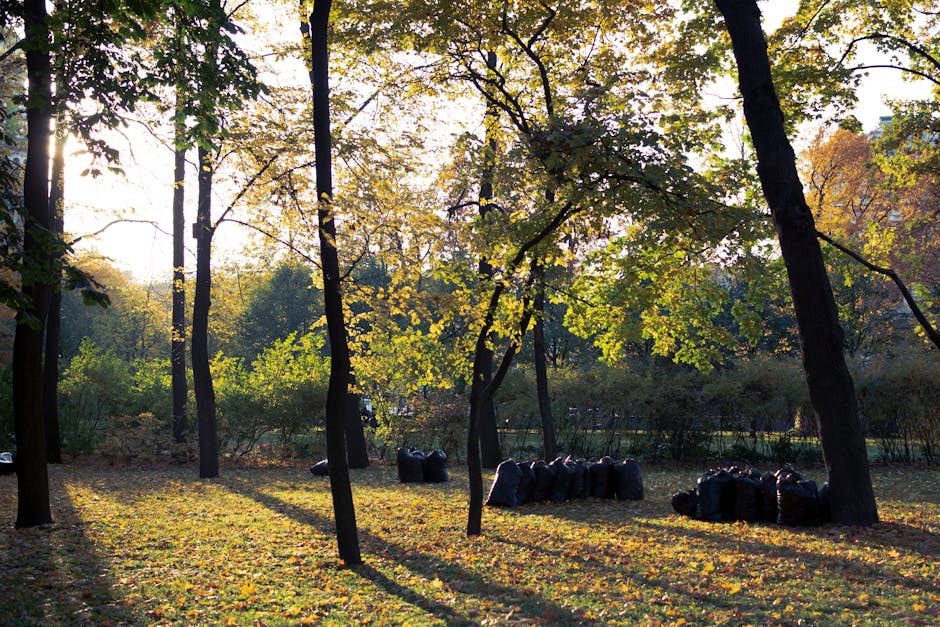 A park scene during late afternoon sunlight filtering through the canopy of tall deciduous trees with green and yellow leaves, casting long shadows on the grassy ground covered in fallen leaves. In the foreground, there are several black plastic rubbish bags neatly stacked and positioned on the grass, indicating waste collection or clearance activity. The bags are filled with garden waste or debris, with some slightly bulging and tied at the top. The background features more greenery and distant trees, creating a natural environment suitable for independent rubbish removal or private waste handling, with the scene conveying a peaceful yet tidy setting for garden waste disposal near open park areas. The overall atmosphere is calm and sunlight creates a warm tone, highlighting the textures of the leaves, tree bark, and trash bags, which are typical elements that might be associated with rubbish clearance services in outdoor environments.